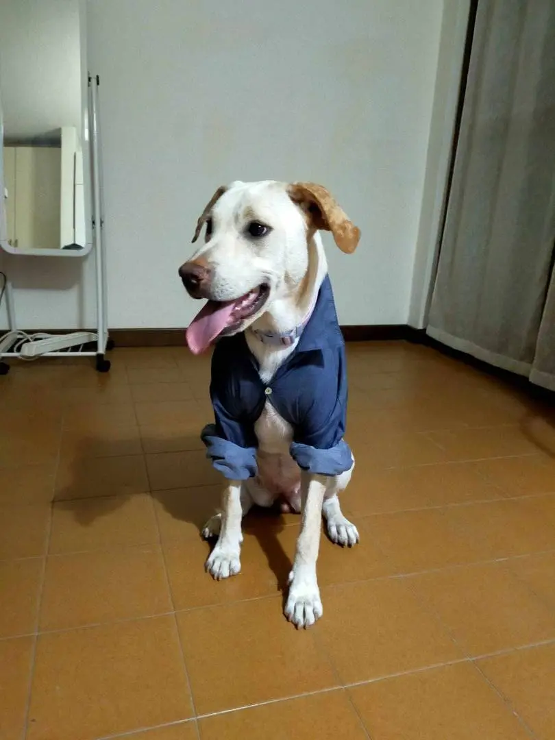 Adotta un cane, femmina, 4 anni e 1 mese, Bergamo