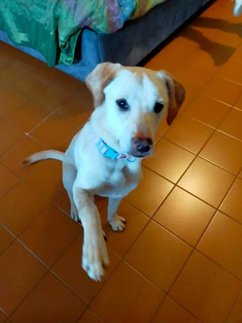 Vuoi adottare un cane a Bergamo?