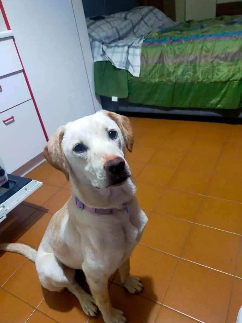 Adotta un cane, taglia media, femmina, Bergamo