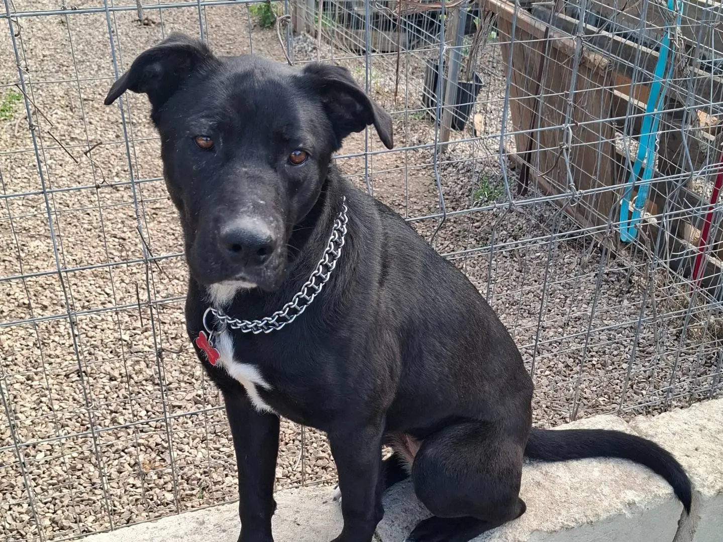 Adozione cane, femmina, Razza sconosciuta Pitbull, 3 anni e 9 mesi, taglia grande, Taranto