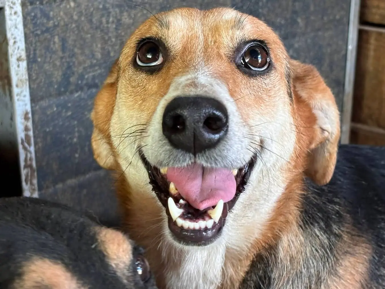 Adozione cane, femmina, Razza sconosciuta Razza sconosciuta, 4 anni e 5 mesi, taglia media contenuta, Firenze
