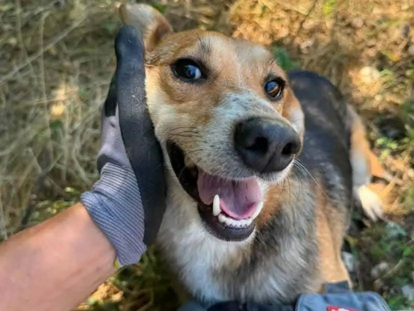 Vuoi adottare un cane a Firenze?
