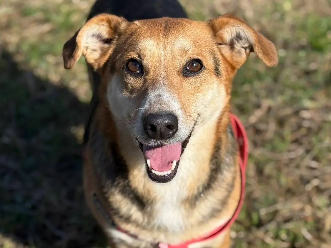Adotta un cane, femmina, 4 anni e 5 mesi, Firenze