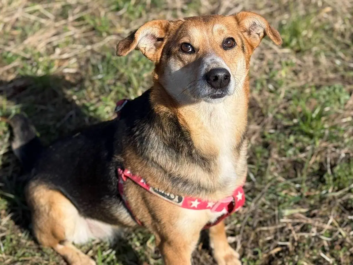 Adotta un cane, taglia media contenuta, femmina, Firenze