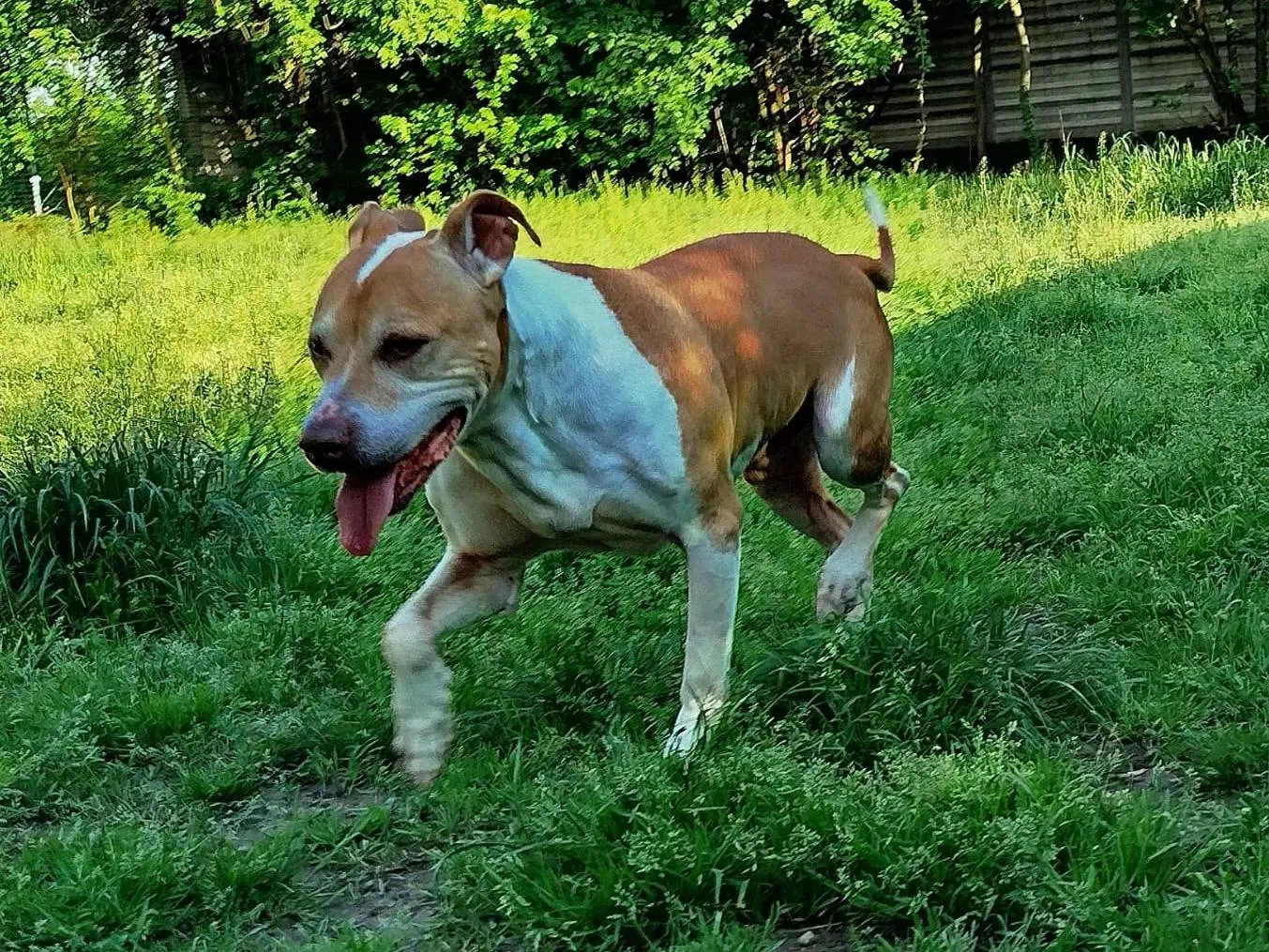 Adozione cane, maschio, Pitbull Razza sconosciuta, 12 anni e 6 mesi, taglia media, Milano