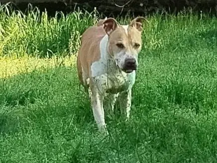 Adotta un cane, taglia media, maschio, Milano