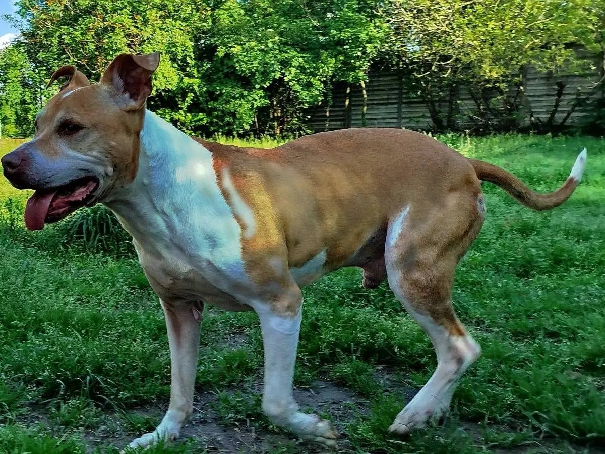 Adotta un cane, maschio, 12 anni e 6 mesi, Milano