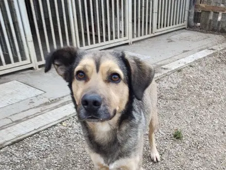 Adotta un cane, maschio, 5 anni e 5 mesi, Treviso