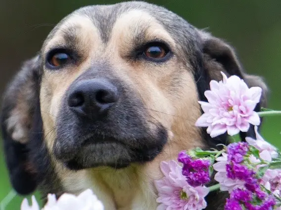 Adozione cane, maschio, Razza sconosciuta Razza sconosciuta, 5 anni e 5 mesi, taglia media, Treviso