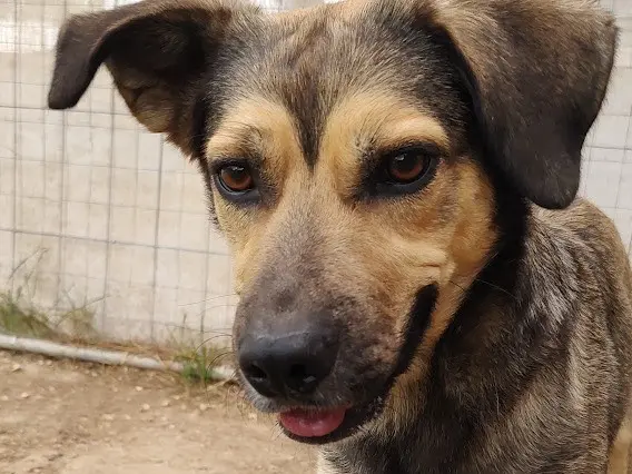Vuoi adottare un cane a Treviso?