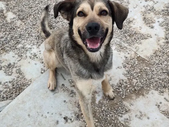 Adotta un cane, taglia media, maschio, Treviso