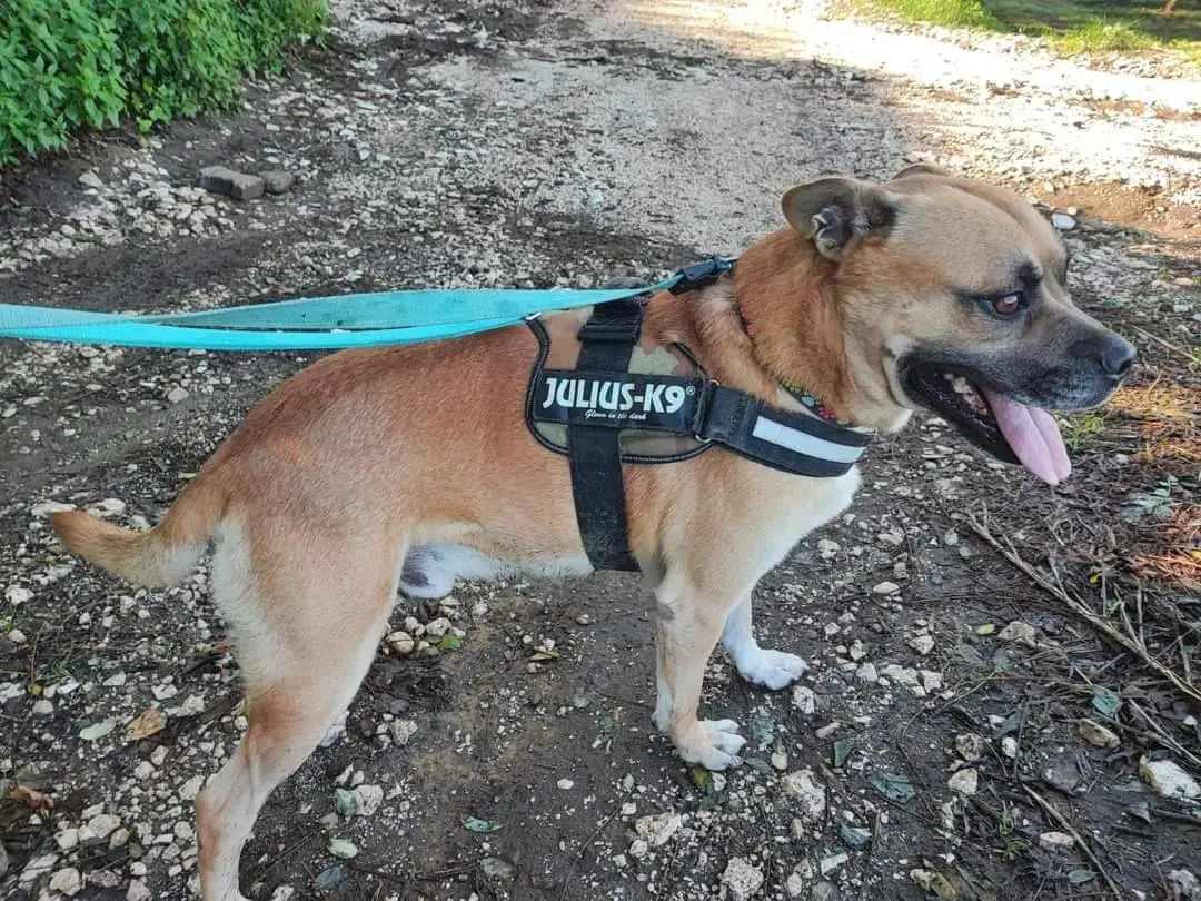 Adotta il cane Argo a Napoli