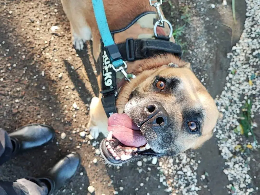 Adotta un cane, maschio, 6 anni e 7 mesi, Napoli