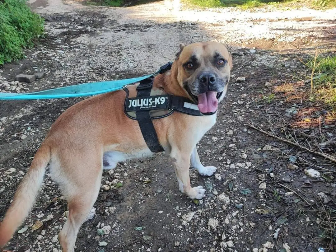 Adotta un cane, taglia media, maschio, Napoli