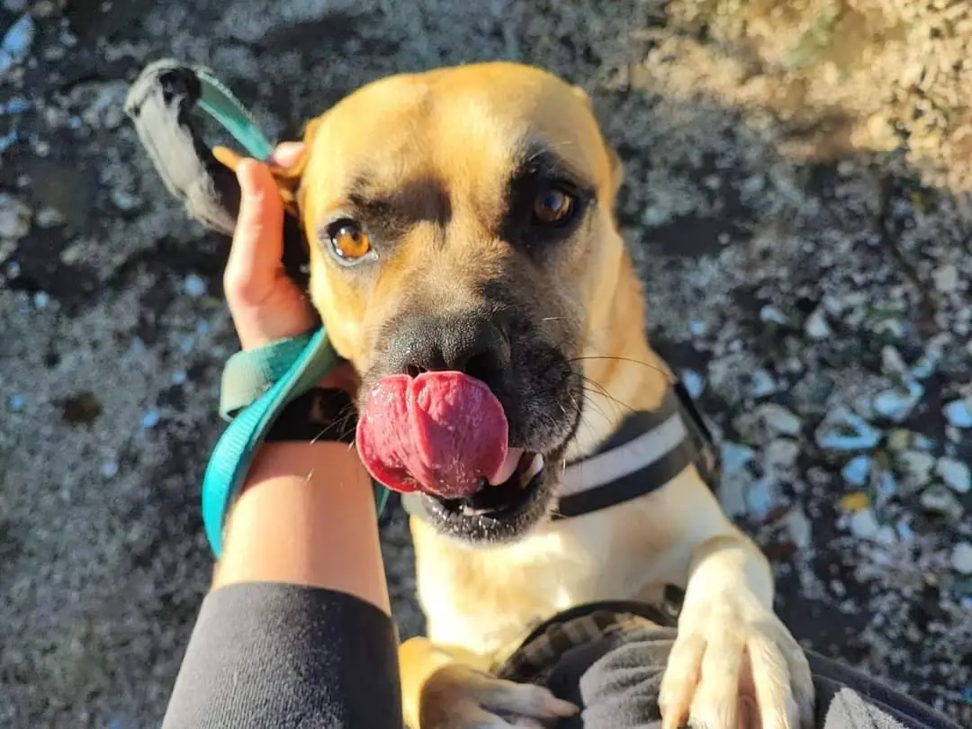 Adozione cane, maschio, meticcio, 6 anni e 7 mesi, taglia media, Napoli