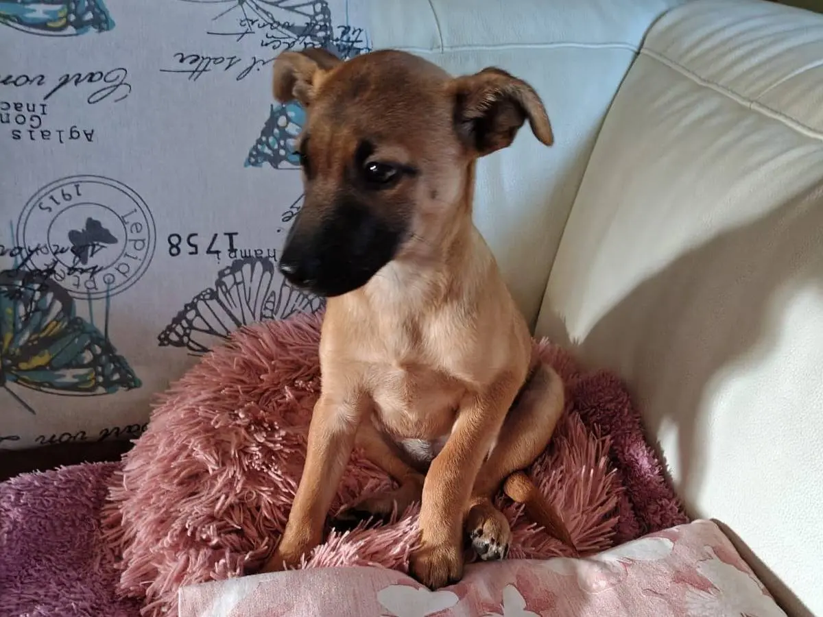 Adozione cane, femmina, Razza sconosciuta Razza sconosciuta, 3 mesi, taglia media contenuta, Cremona