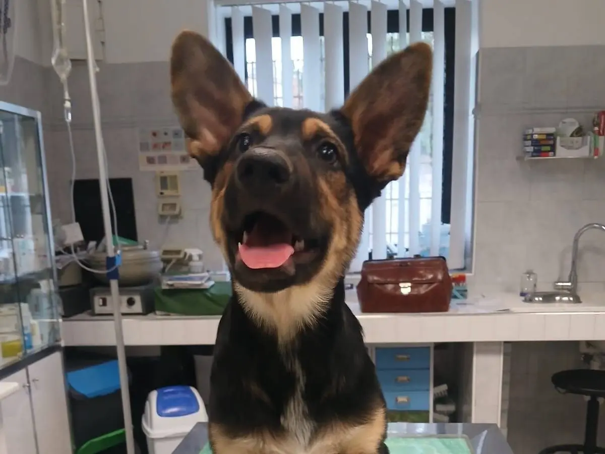 Adotta il cane Rex a Bari