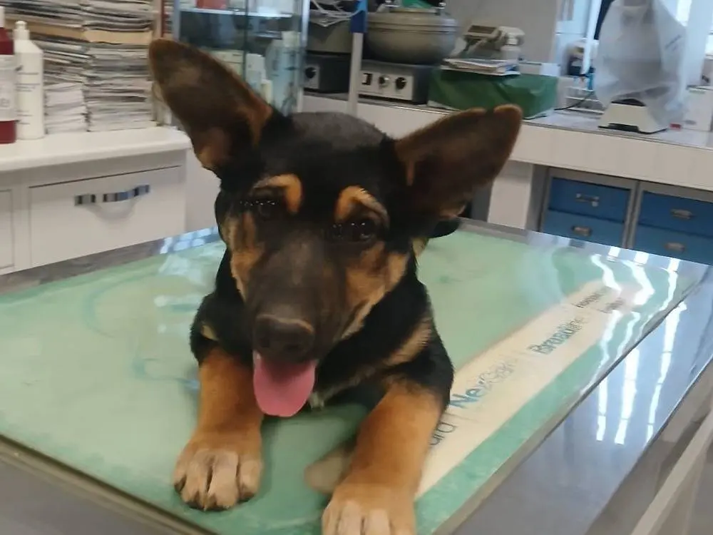 Adotta un cane, taglia grande, maschio, Bari
