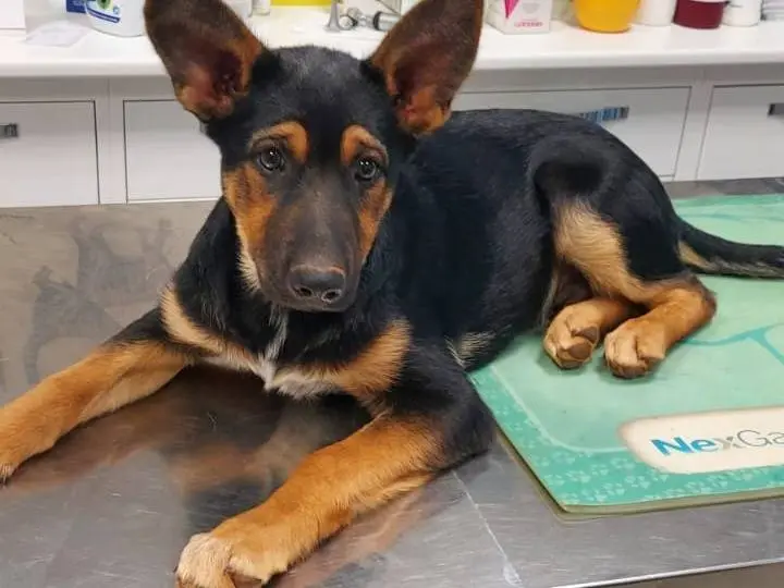 Adotta un cane, maschio, 1 anno e 4 mesi, Bari