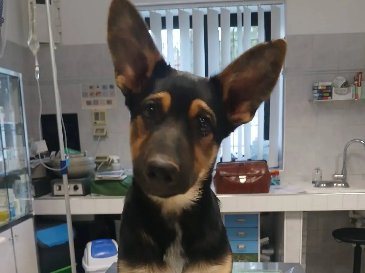 Adozione cane, maschio, Pastore tedesco Razza sconosciuta, 1 anno e 4 mesi, taglia grande, Bari