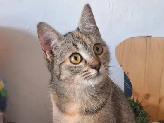 Adozione gatto, femmina, Razza sconosciuta Razza sconosciuta, 11 mesi, taglia non valida, Brescia