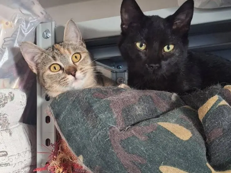 Adotta un gatto, taglia non valida, femmina, Brescia