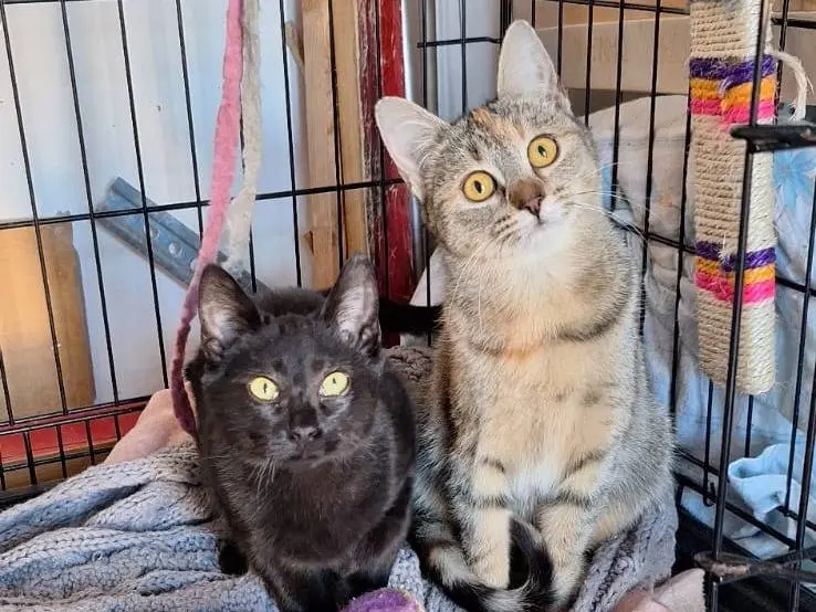 Vuoi adottare un gatto a Brescia?