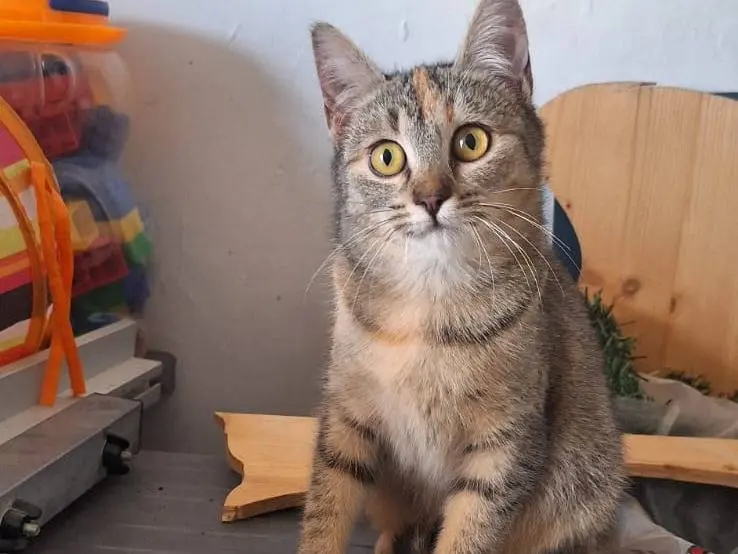 Adotta un gatto, femmina, 11 mesi, Brescia