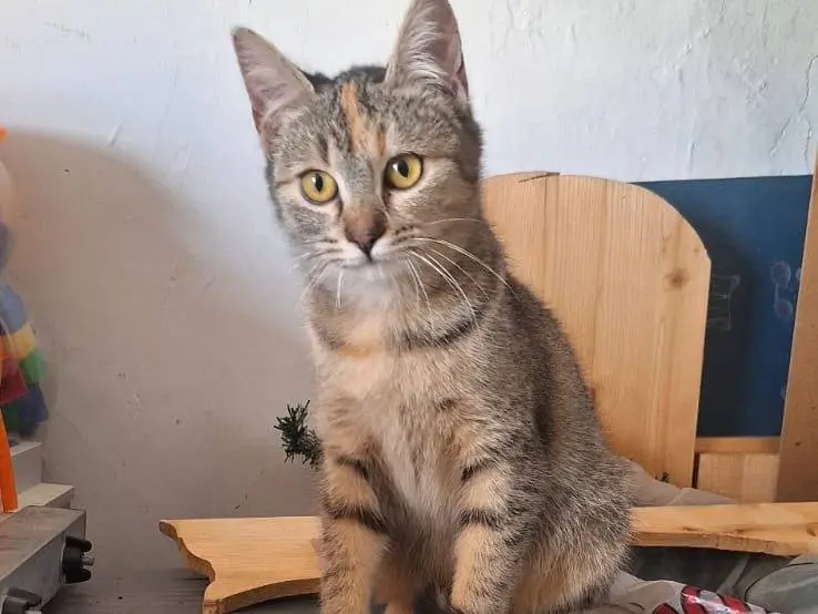Adotta il gatto Merida a Brescia