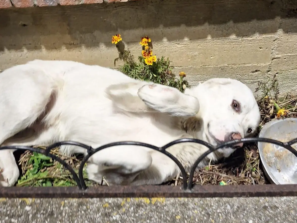 Adotta un cane, maschio, 2 anni e 7 mesi, Salerno
