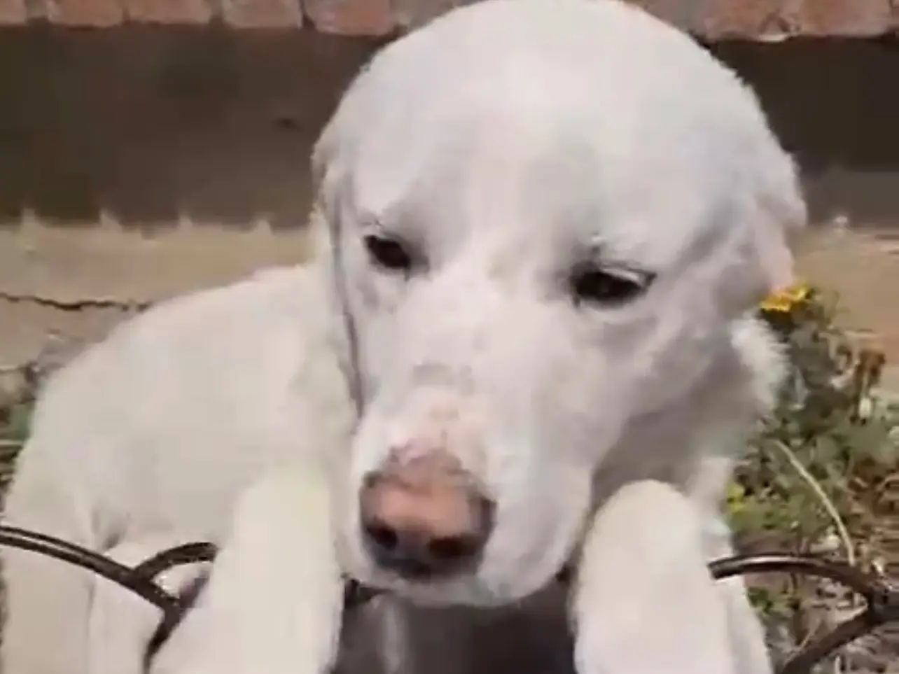 Adozione cane, maschio, Razza sconosciuta Razza sconosciuta, 2 anni e 7 mesi, taglia media, Salerno