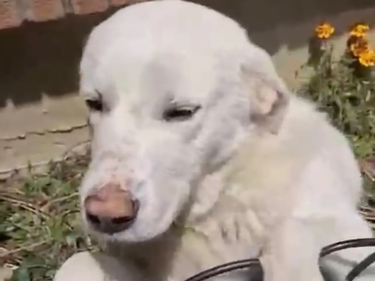 Vuoi adottare un cane a Salerno?