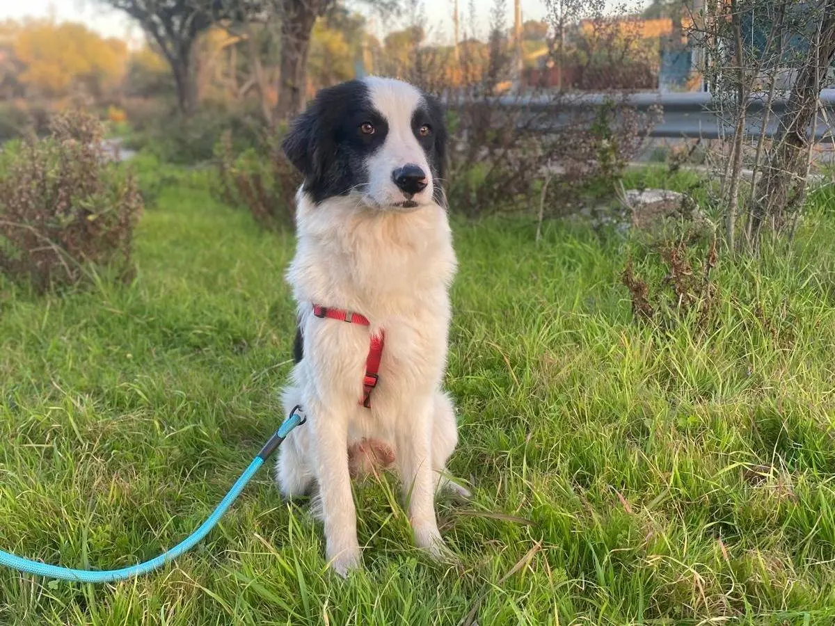 Adozione cane, maschio, Razza sconosciuta Razza sconosciuta, 2 anni e 8 mesi, taglia media, Siracusa