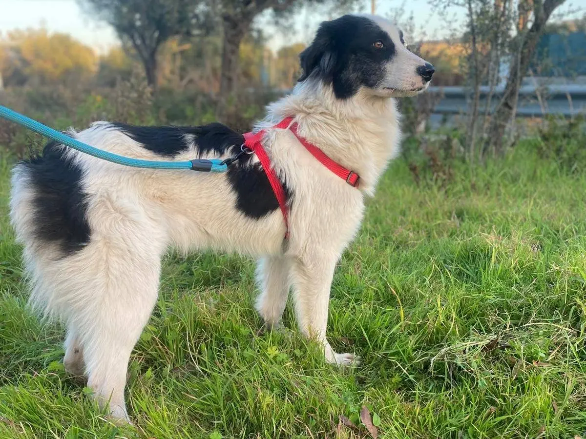 Adotta un cane, maschio, 2 anni e 8 mesi, Siracusa