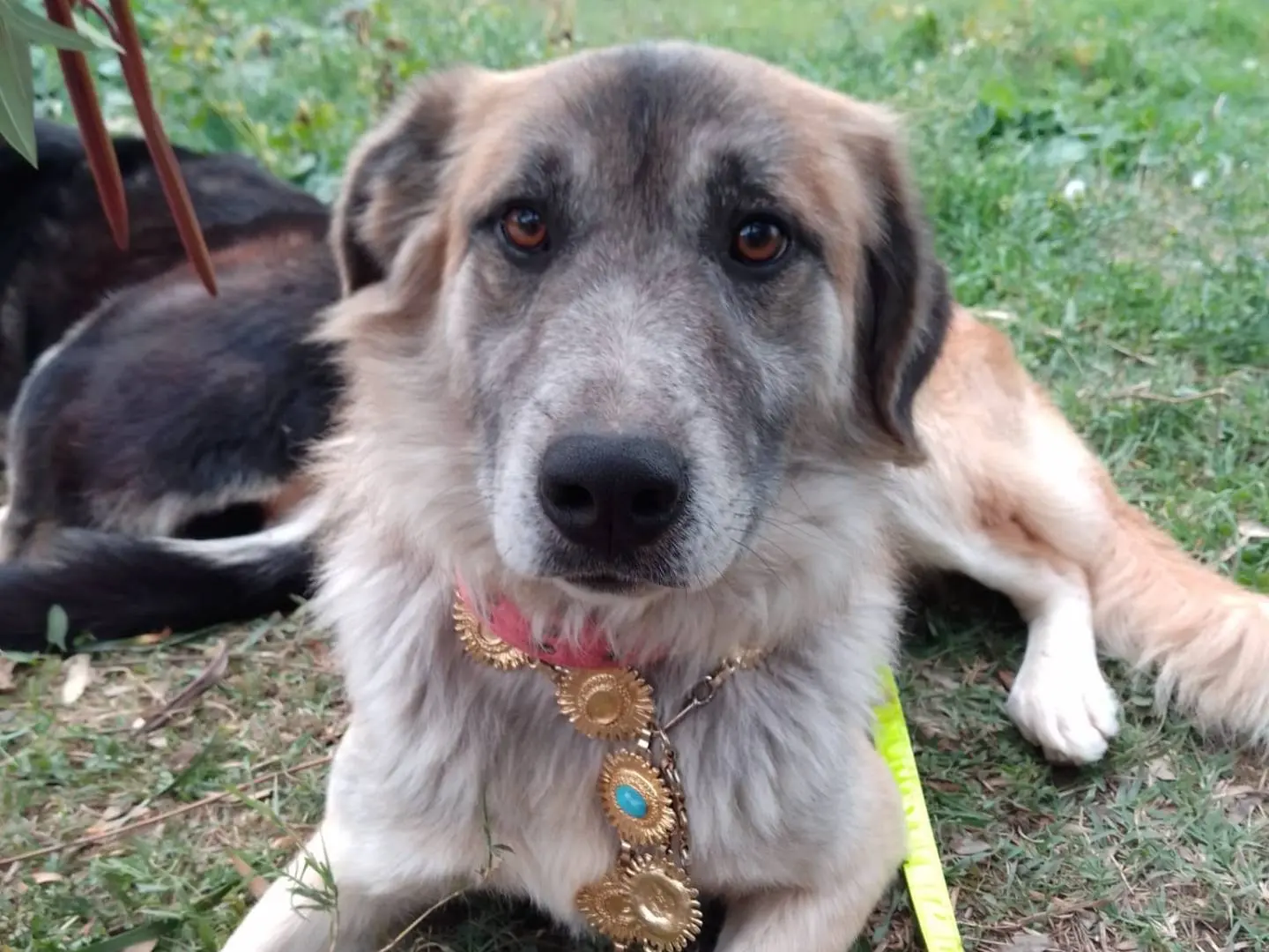Adozione cane, maschio, Razza sconosciuta Razza sconosciuta, 5 anni, taglia grande, Avellino