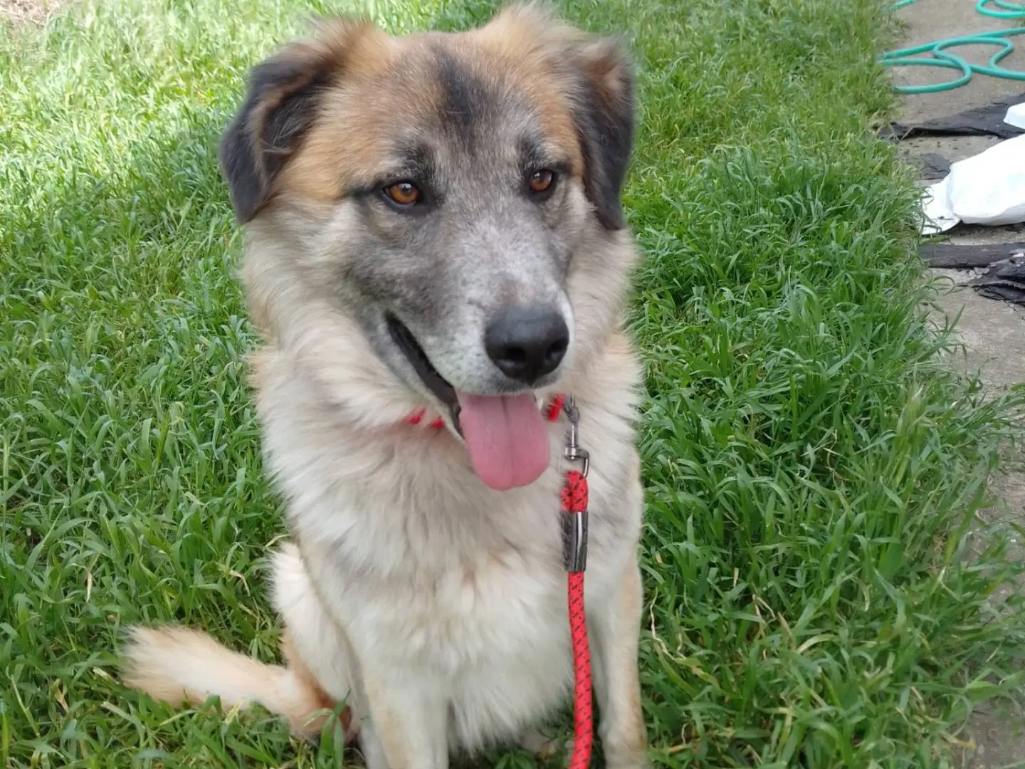 Adotta un cane, taglia grande, maschio, Avellino
