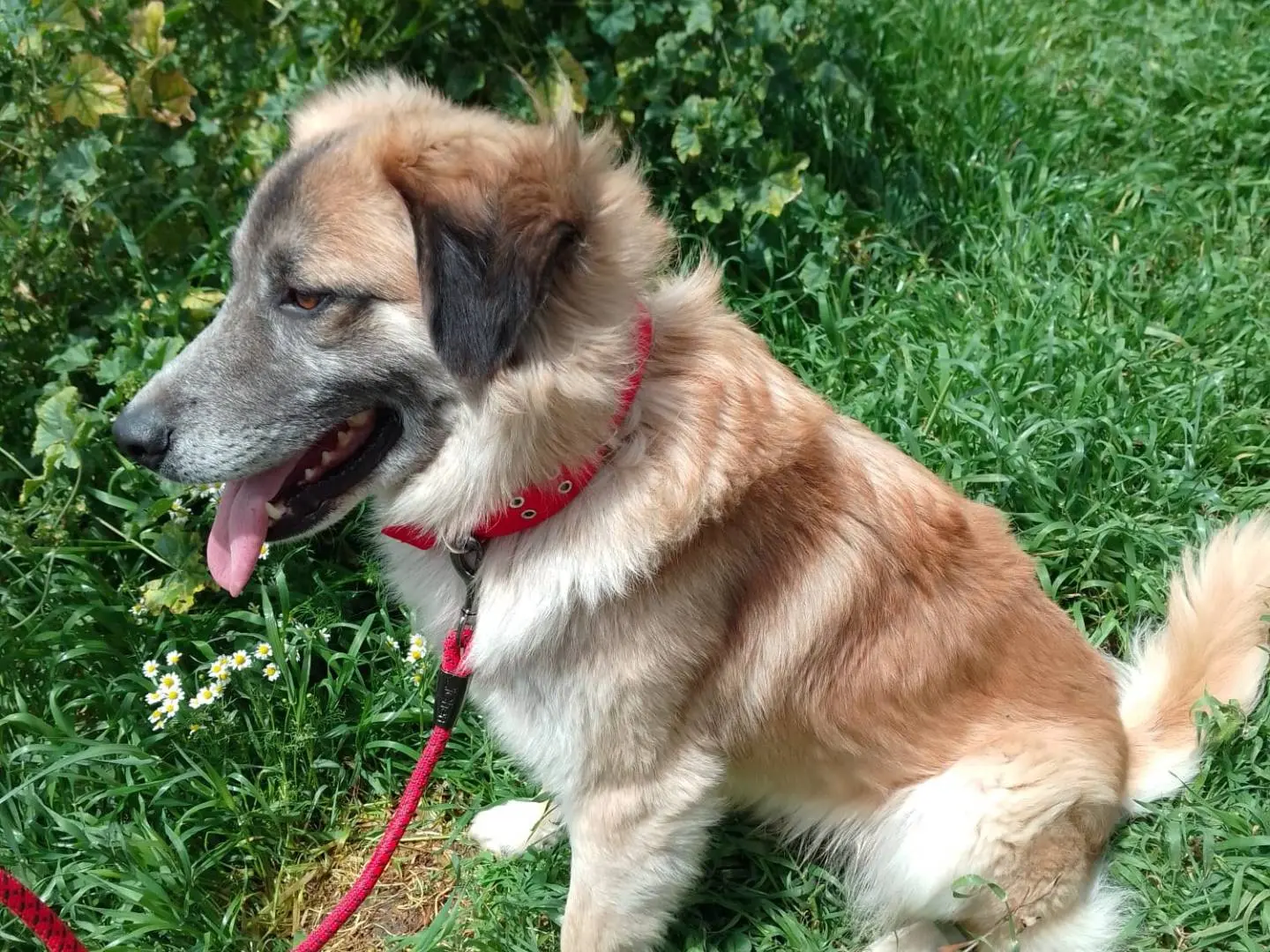 Adotta un cane, maschio, 5 anni, Avellino