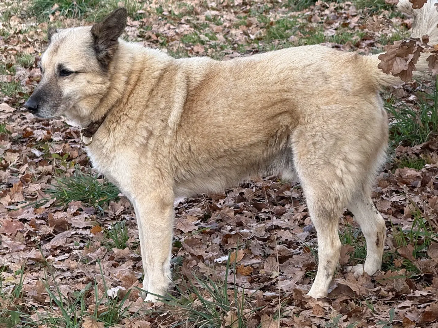 Vuoi adottare un cane a Viterbo?