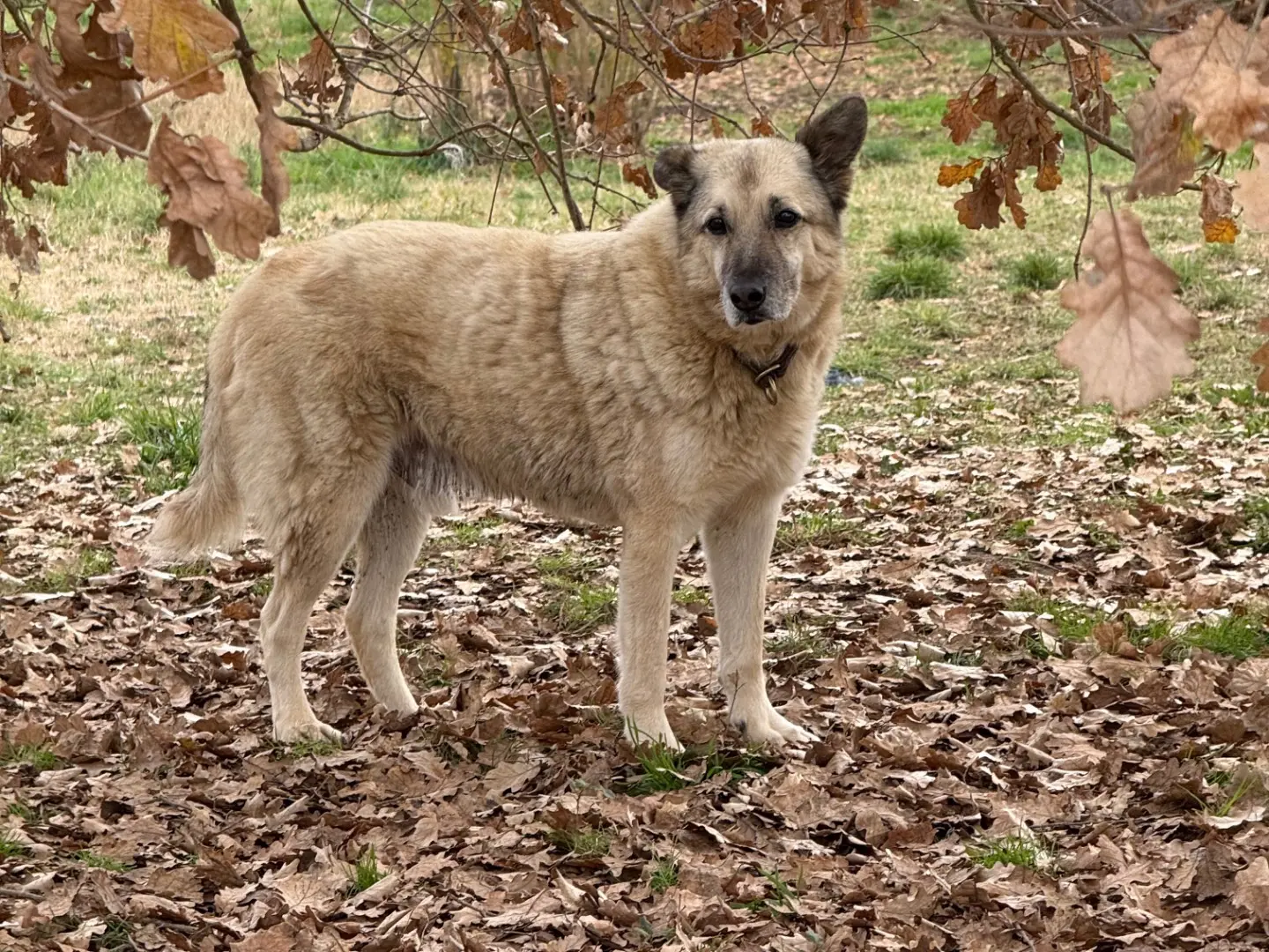 Adozione cane, maschio, Razza sconosciuta Razza sconosciuta, 10 anni e 9 mesi, taglia media, Viterbo