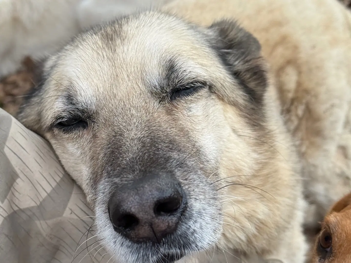 Adotta un cane, maschio, 10 anni e 9 mesi, Viterbo