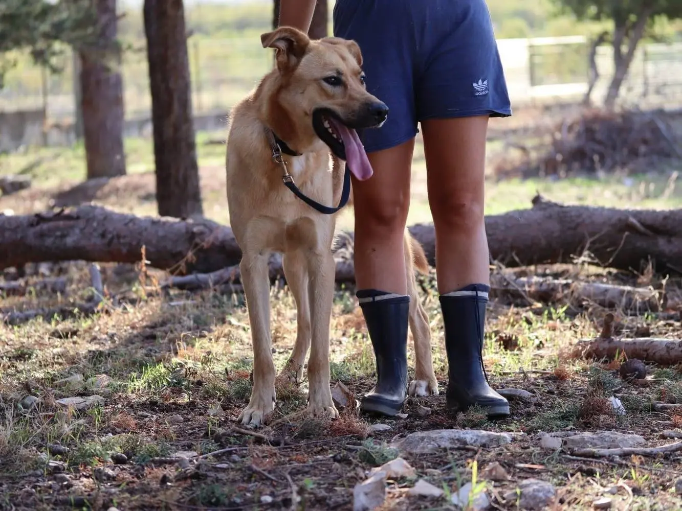 Adotta un cane, maschio, 7 anni e 8 mesi, Belluno
