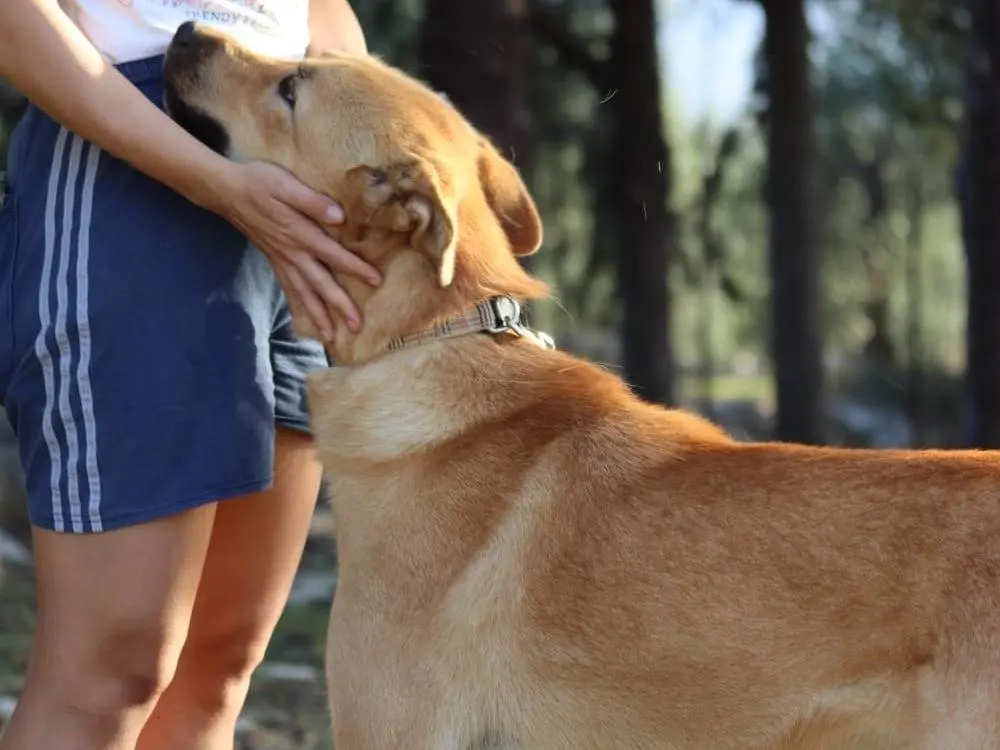 Vuoi adottare un cane a Belluno?