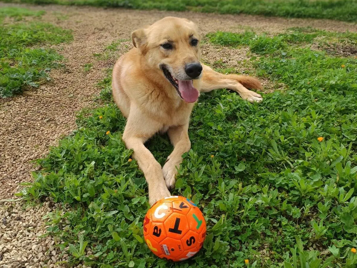 Adozione cane, maschio, Pastore tedesco Razza sconosciuta, 7 anni e 8 mesi, taglia gigante, Belluno