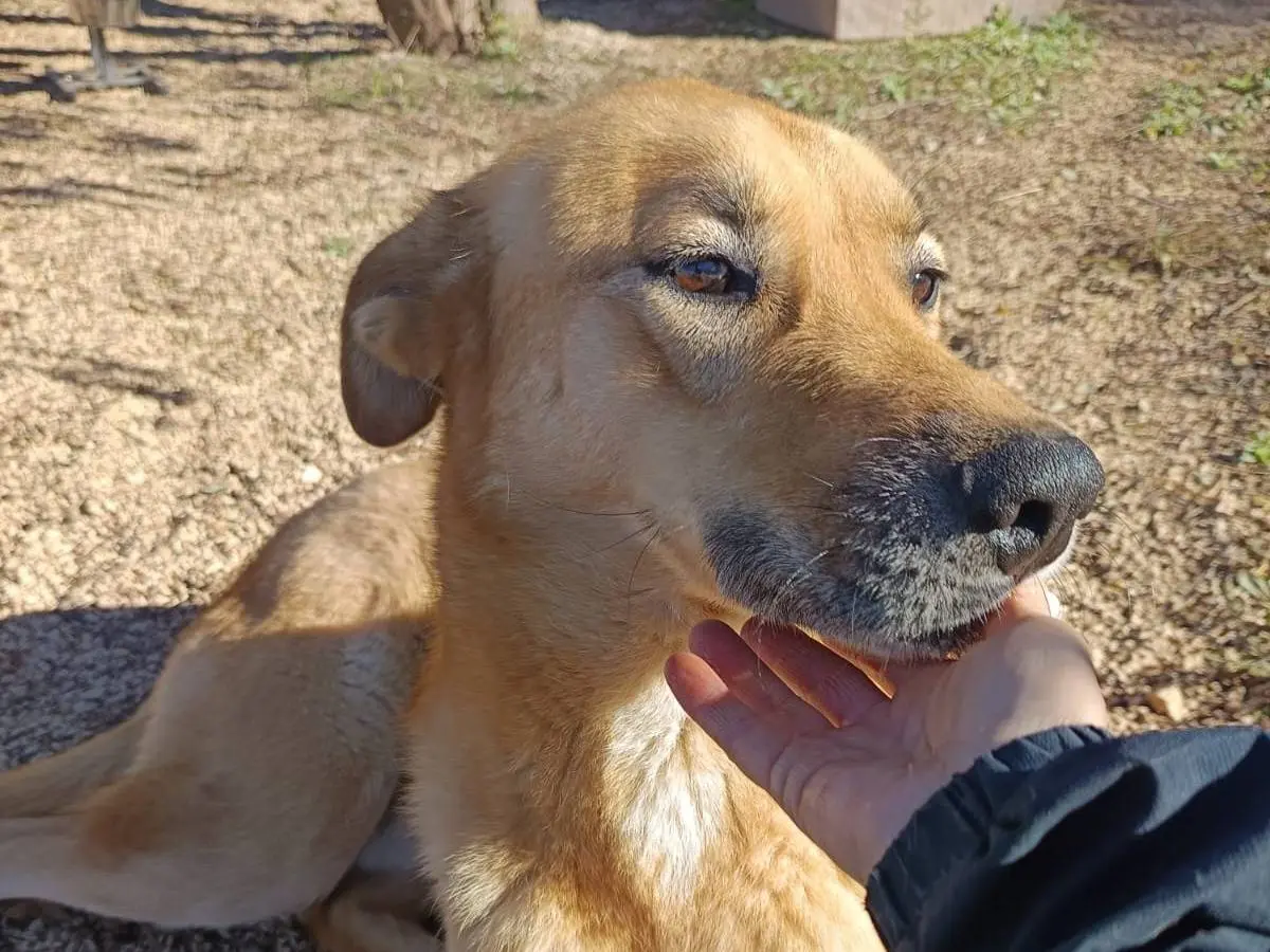 Adotta il cane Mika a Belluno