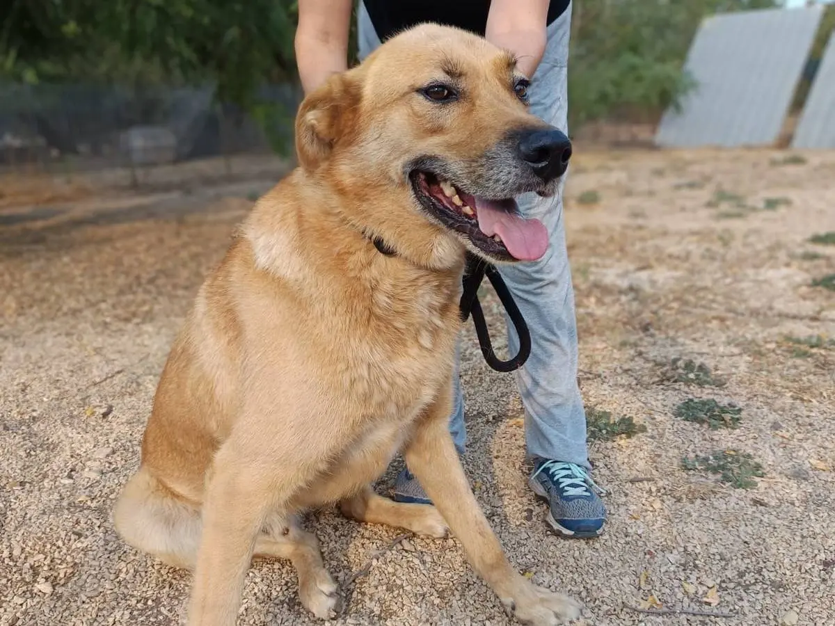 Adotta un cane, taglia gigante, maschio, Belluno