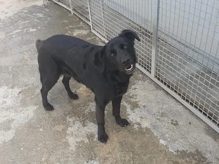 Adozione cane, femmina, Razza sconosciuta Razza sconosciuta, 10 anni e 5 mesi, taglia media, Caserta