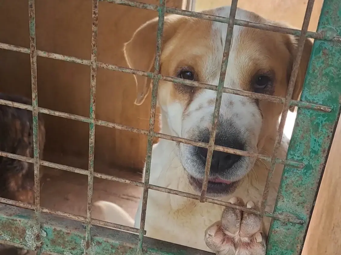 Adozione cane, femmina, Shar Pei Razza sconosciuta, 2 anni e 8 mesi, taglia media contenuta, Vibo