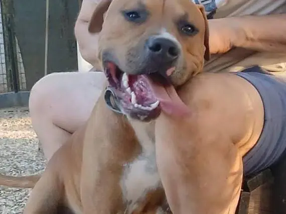 Adotta un cane, maschio, 9 mesi, Roma