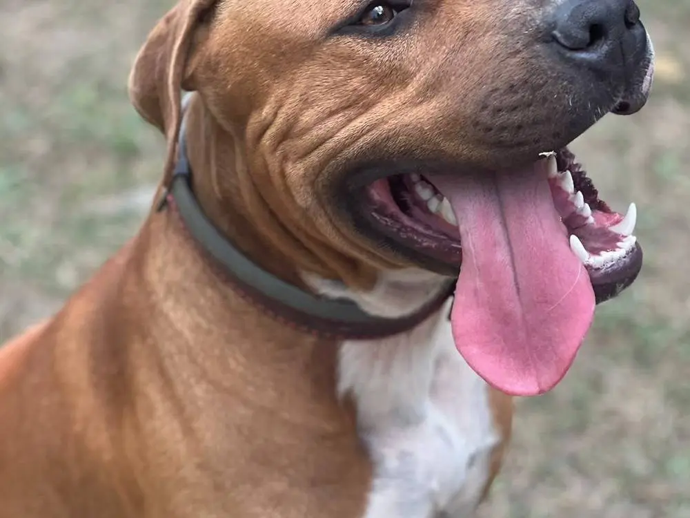 Adotta un cane, taglia grande, maschio, Roma