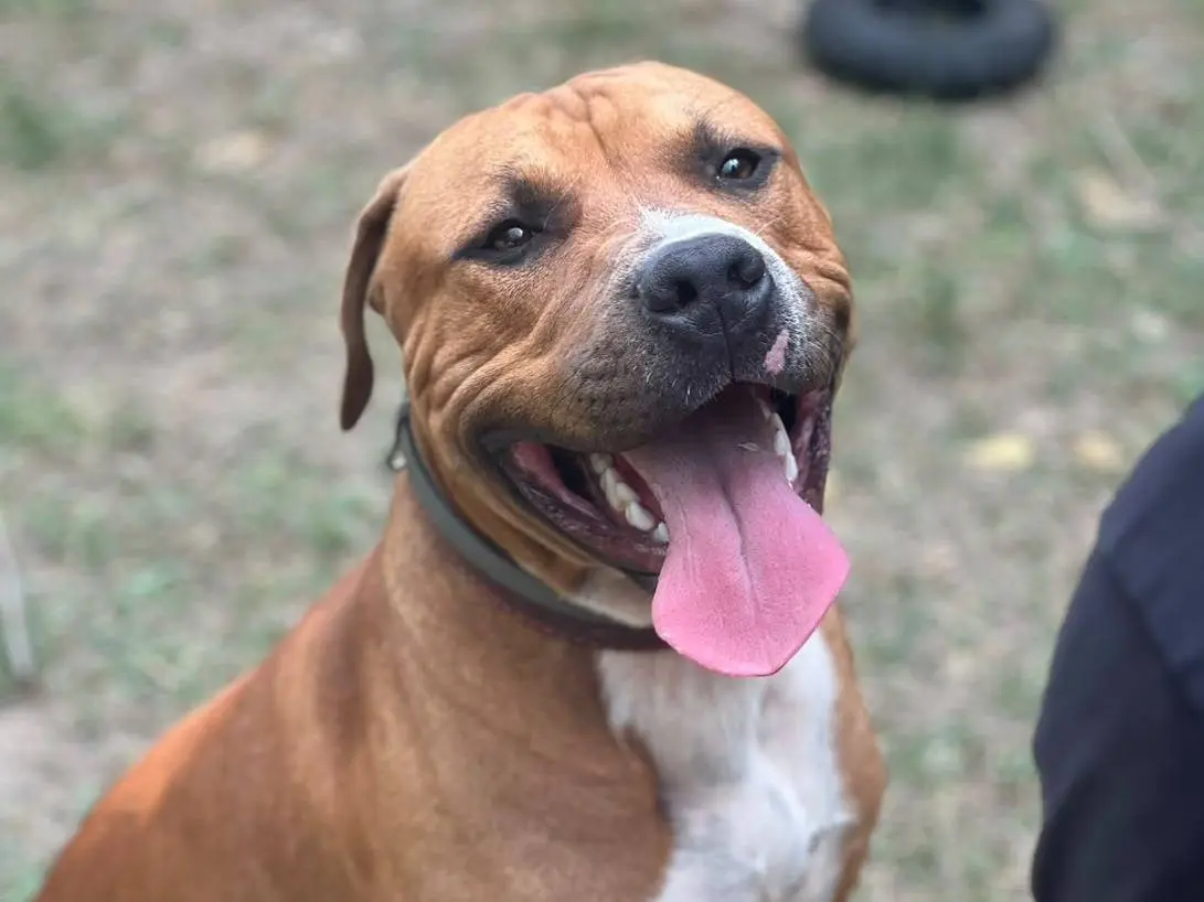 Adozione cane, maschio, Amstaff Razza sconosciuta, 9 mesi, taglia grande, Roma